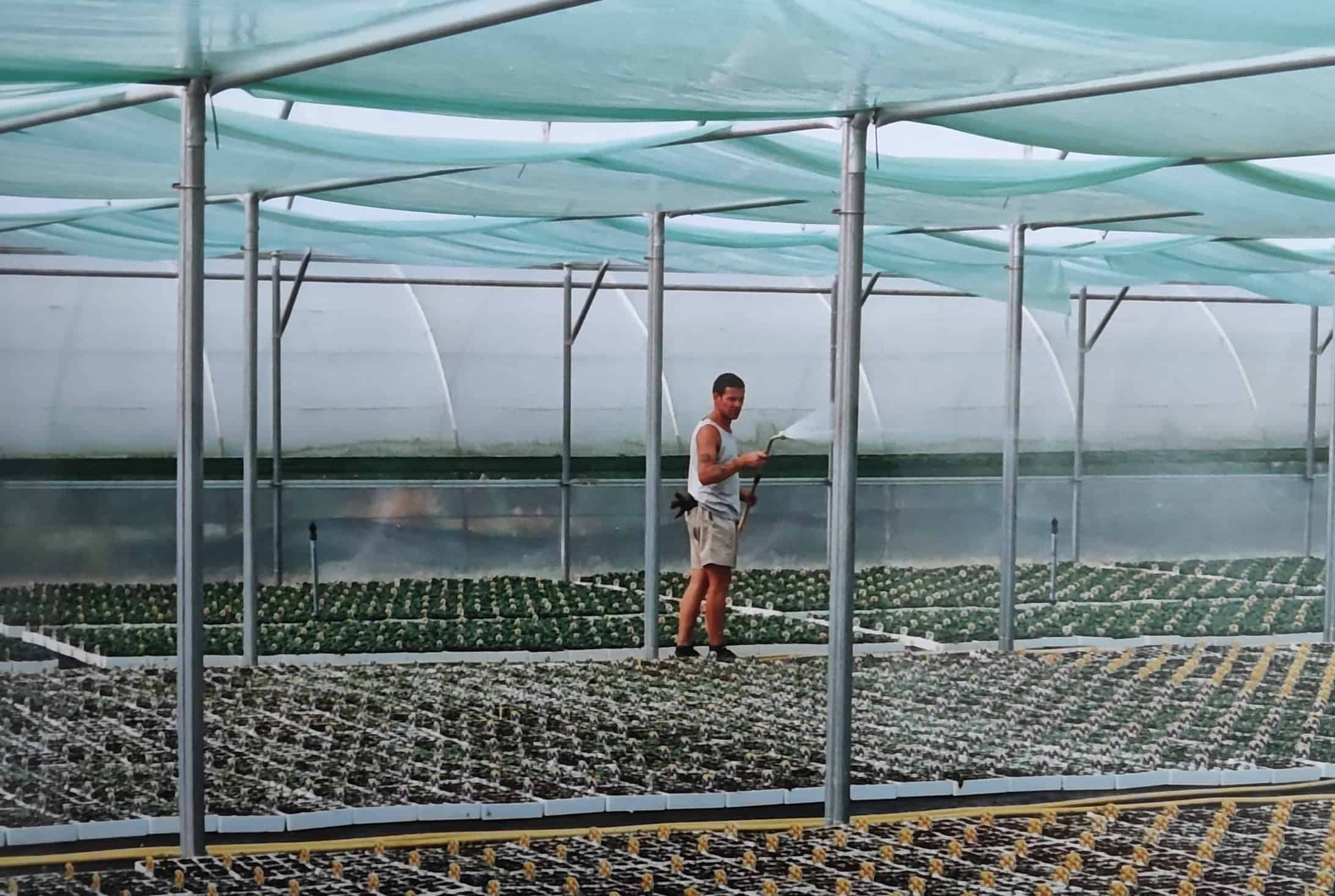 Man inspecting plants in a large greenhouse at Les Halman Nurseries.