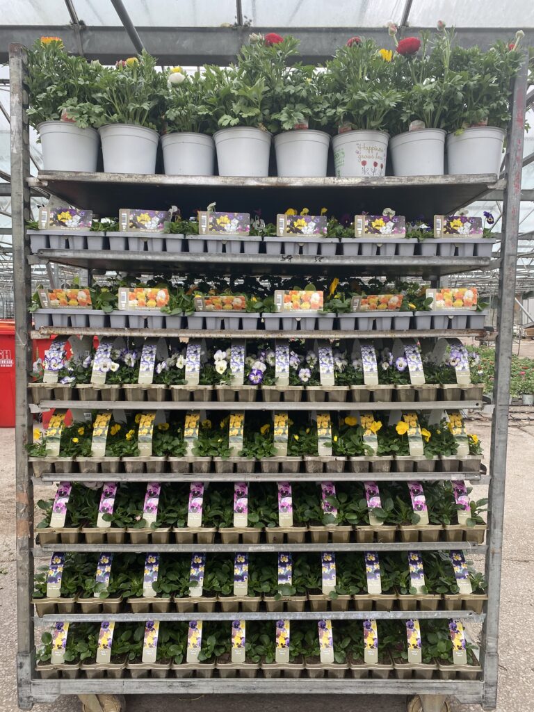 Display of potted plants and flowers at Les Halman Nurseries.